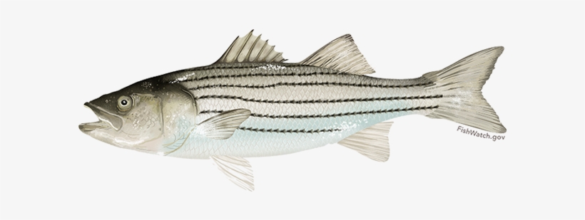 Atlantic Striped Bass - Striped Bass, transparent png download