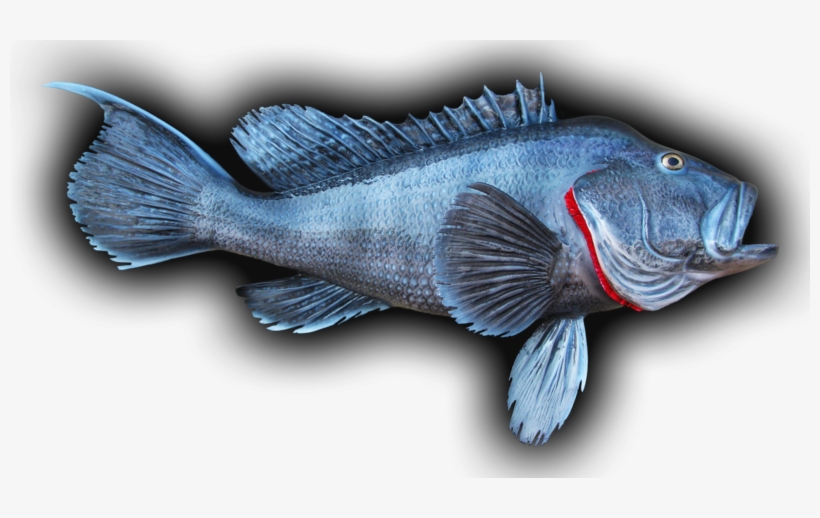 Black Sea Bass Fish Mount - Black Sea Bass, transparent png download