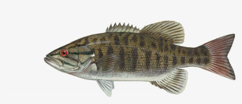 Smallmouth Bass Fishing Basics - Small Mouth Bass Eyes, transparent png download