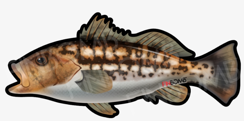 Stickers - Calico Bass Clip Art, transparent png download