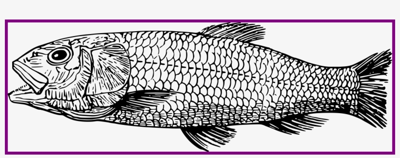 Inspiring Cretaceous Fish Drawing Png Image Fishy - Fish Drawing, transparent png download