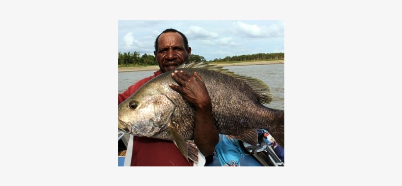 Png Black Bass Fishing Tours Picture Library Library - Papua New Guinea Saratoga, transparent png download