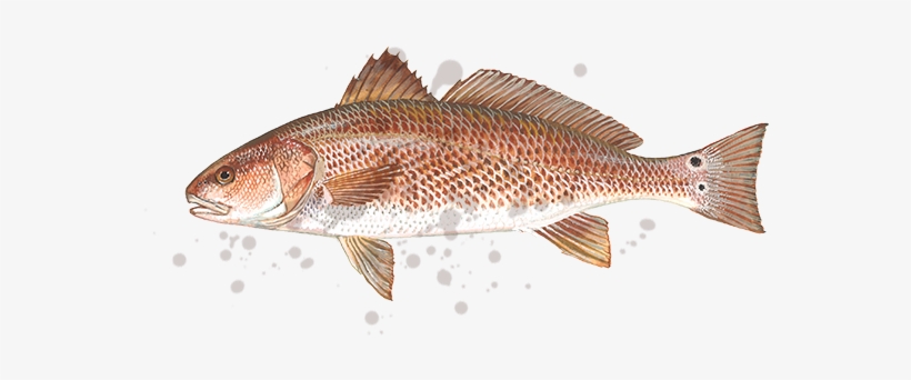 Every Trip Provides The Chance For A Fish Of A Lifetime - Red Drum, transparent png download