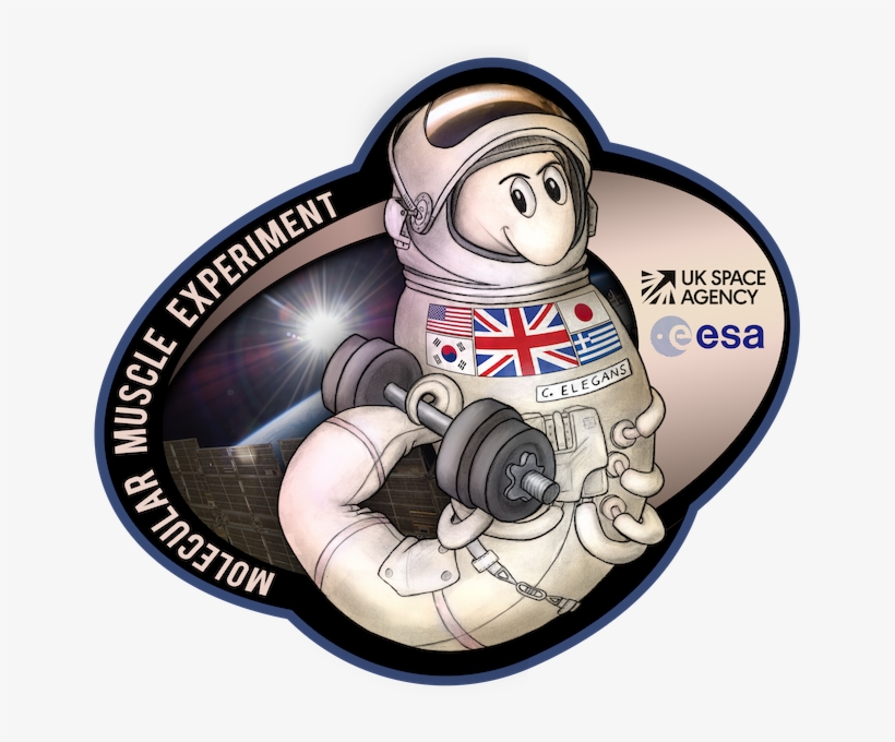 Worms In Space Logo - Worms In Space, transparent png download