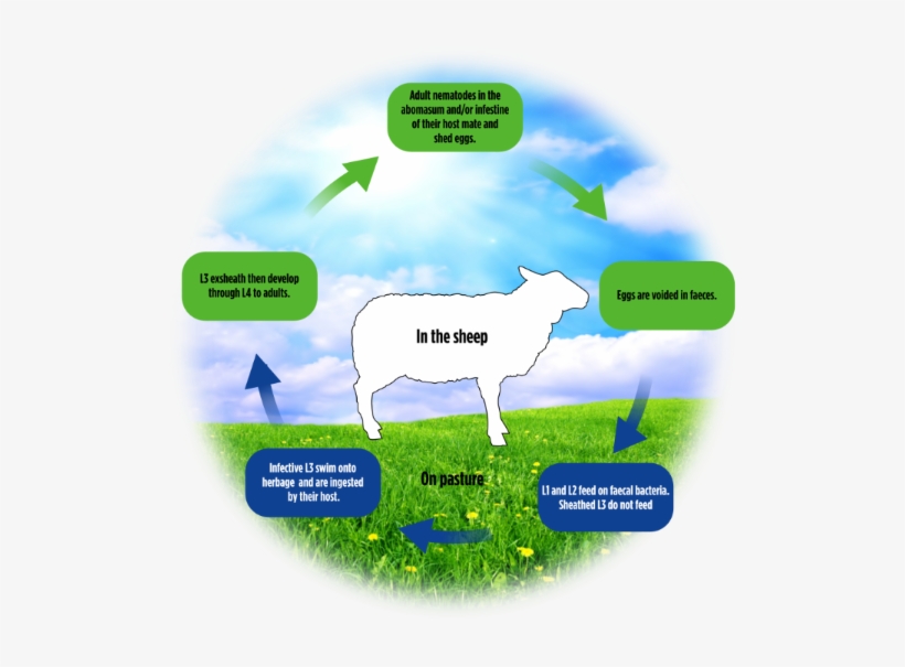 Sheep Worm Cycle - Dairy Cow, transparent png download
