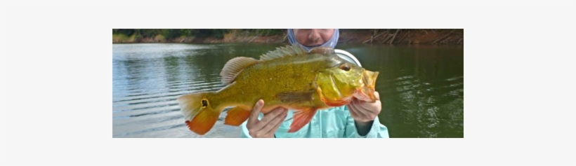 1-day Peacock Bass Fishing Charter For 2 In Oahu, Hawaii - Hawaii, transparent png download