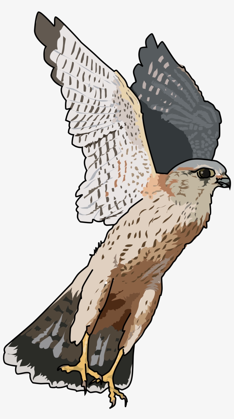 Falcon Transparent Png - Falcon Clipart Transparent, transparent png download