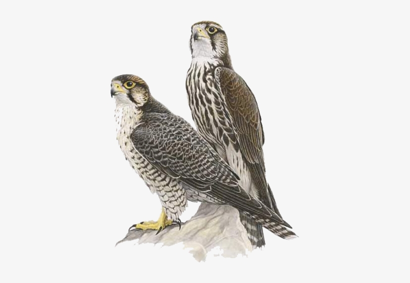 Falcon Png, transparent png download