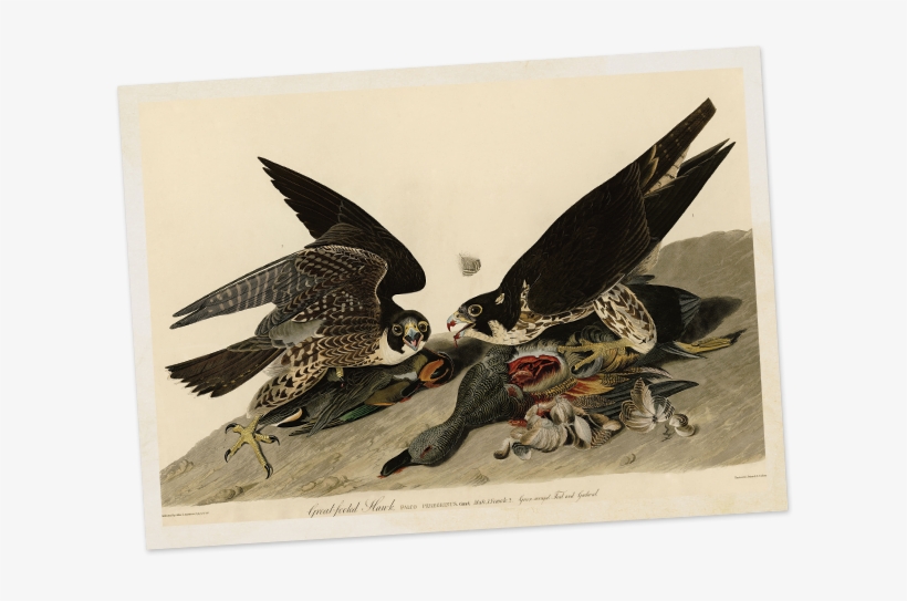 He Had To Kill Some Of Them To Paint Them Properly, - John James Audubon Falcon, transparent png download
