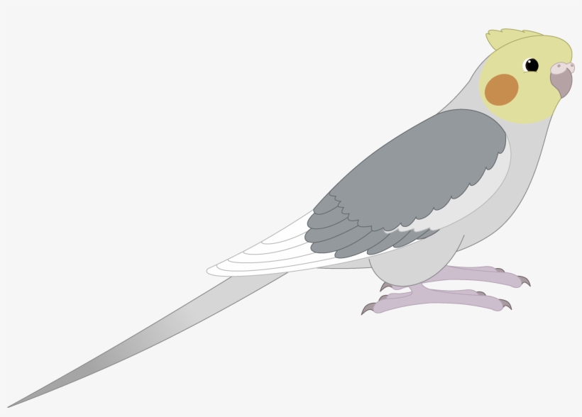 Peregrine Falcon Png Picture - Cockatiel, transparent png download