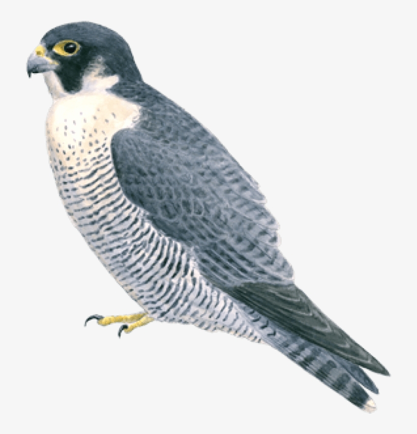 Free Png Falcon Png Images Transparent - Peregrine Falcon, transparent png download