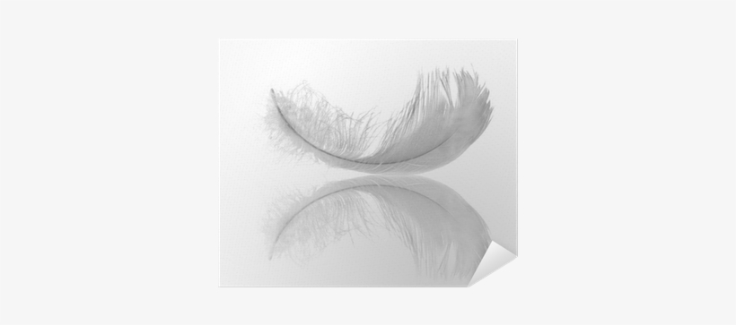 Feather, transparent png download