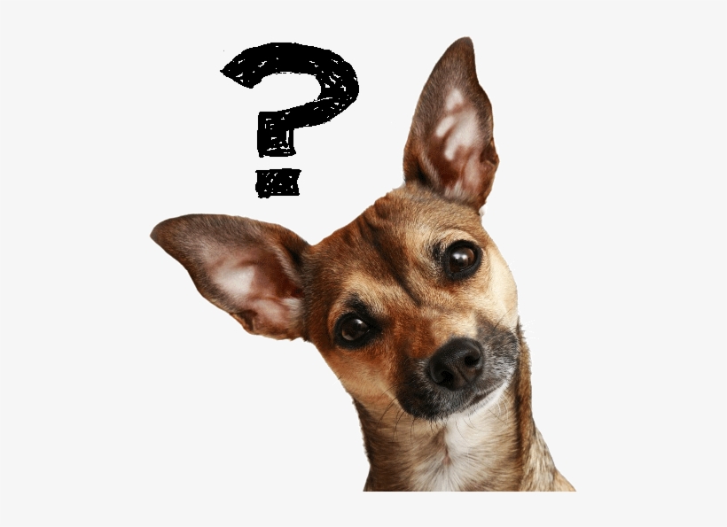 No Kill Shelter Ad, transparent png download