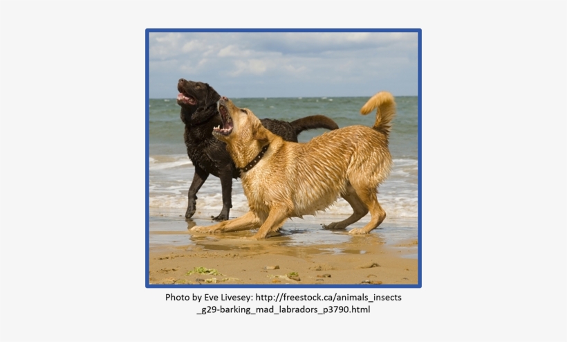 The Important Thing To Remember Though Is That The - Devocalization, transparent png download