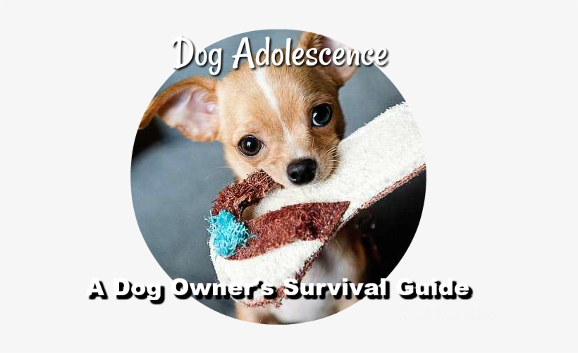 A Dog Owner's Survival Guide - Teacup Chihuahua, transparent png download