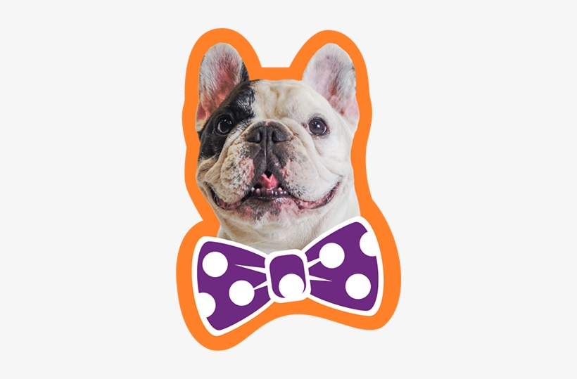 Halo Says The Proof Is In The Poop - Manny The Frenchie, transparent png download
