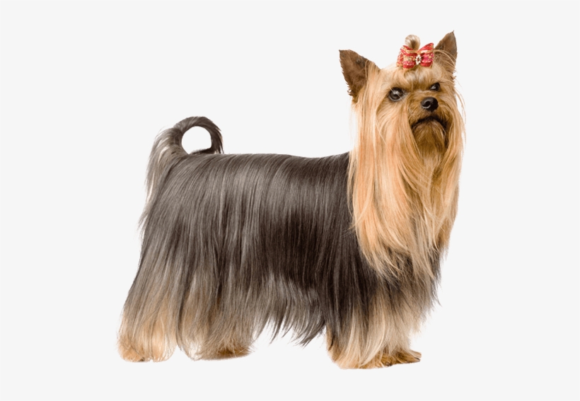 Australian Silky Terrier Png, transparent png download