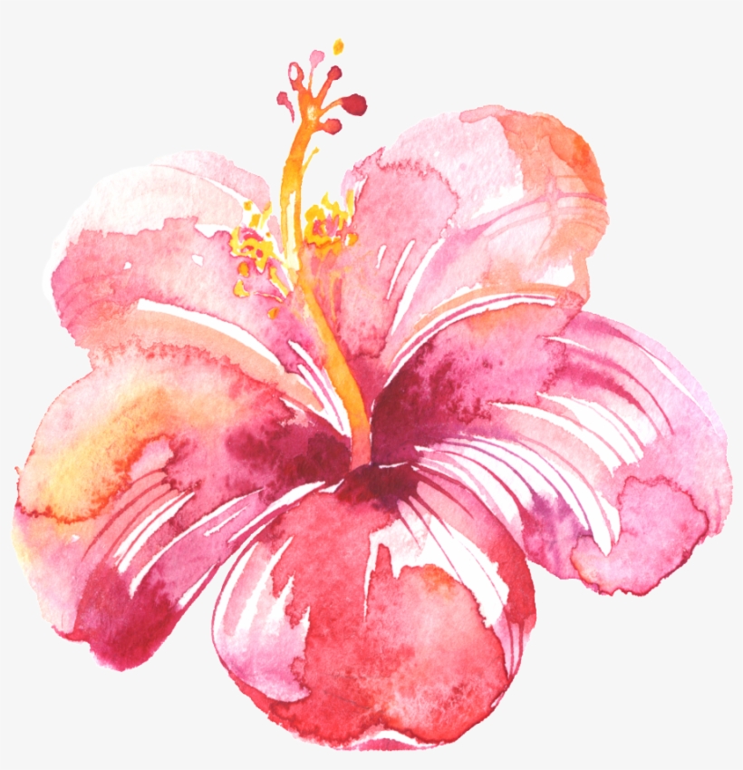Pintado En Color Rosa Flores Png De Alta Definicion - Watercolor Painting, transparent png download