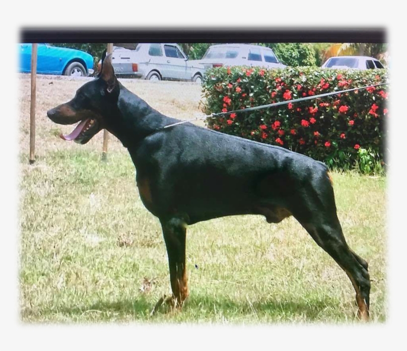 Igor - Dobermann, transparent png download