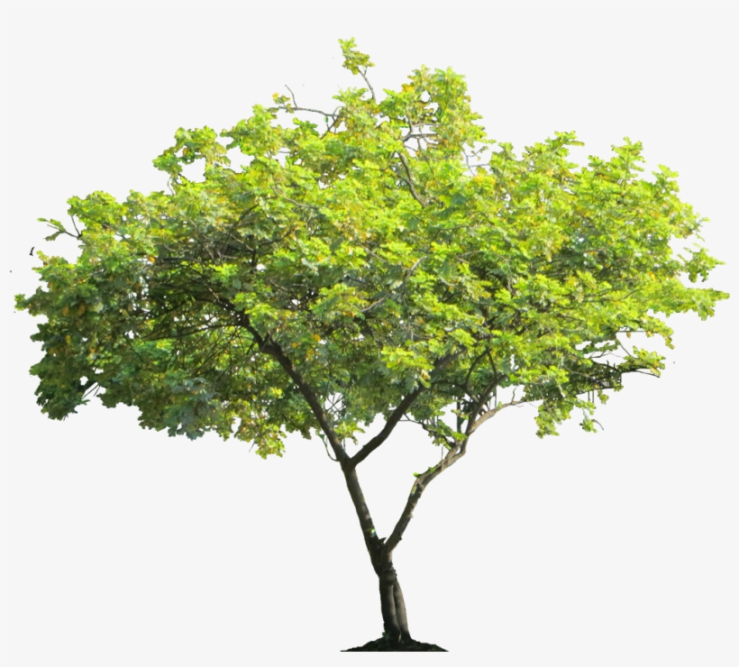 Cassiasurattensis02l Plant Images, Plant Pictures, - High Resolution Trees Png Hd, transparent png download