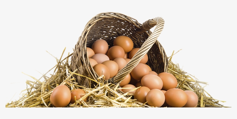 Banner Ovos De Galinha, transparent png download