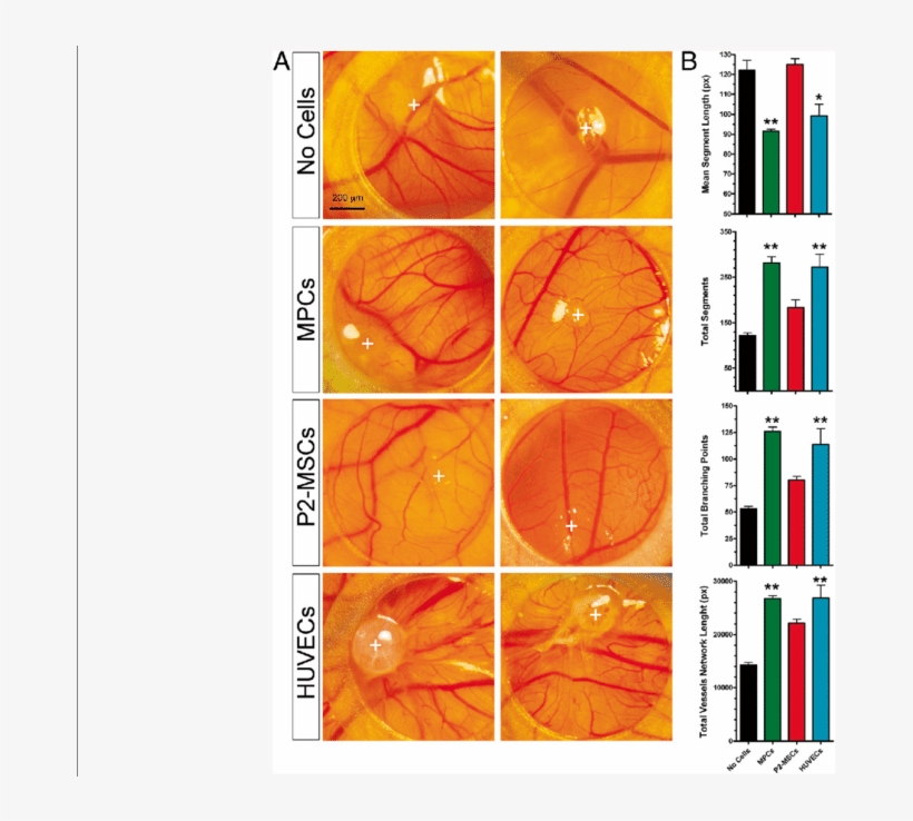 Ex Ovo Cam Assay - Chicken As Biological Research Model, transparent png download