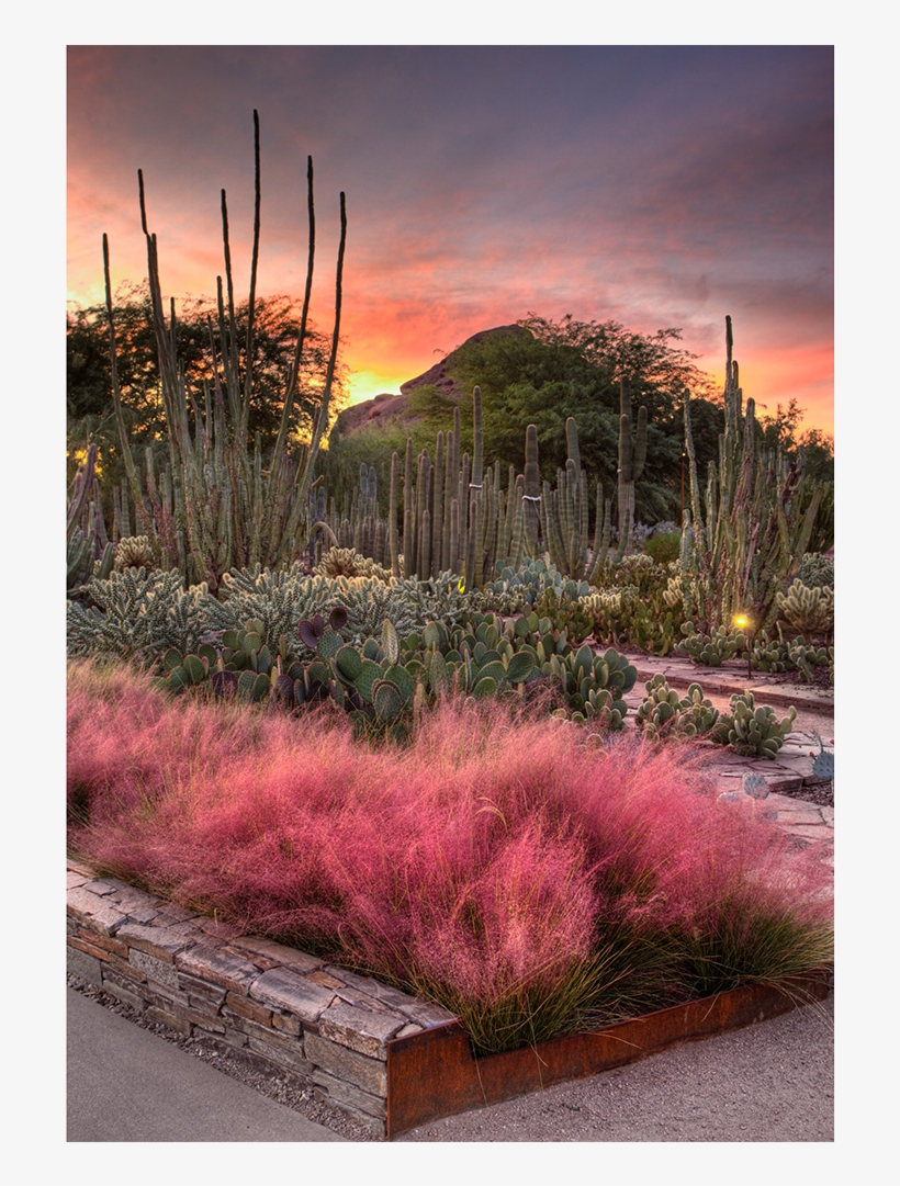 Desert Botanical Garden, Phoenix - Desert Botanical Garden, transparent png download