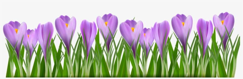 Grass Purple - Medical Mirror Ppt Download, transparent png download