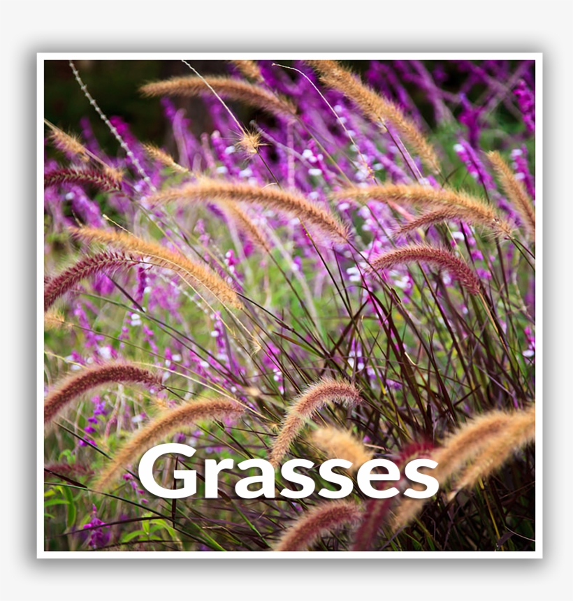 Grasses, transparent png download