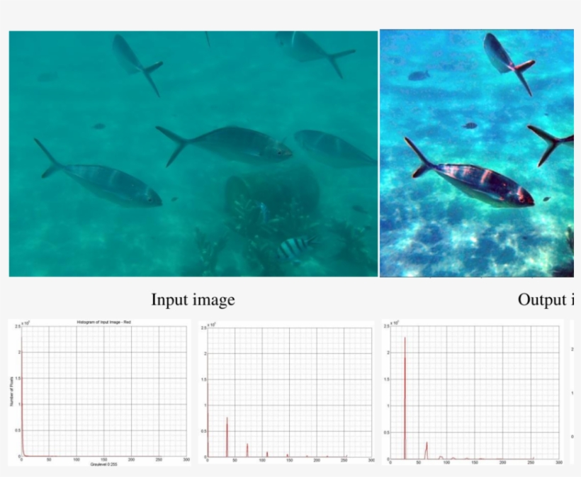 Shows An Example Of The Underwater Image, Fishes Under - Stingray, transparent png download