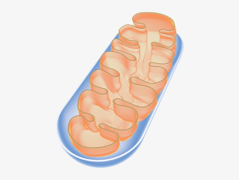 Mitostructure - Transparent Real Mitochondria, transparent png download