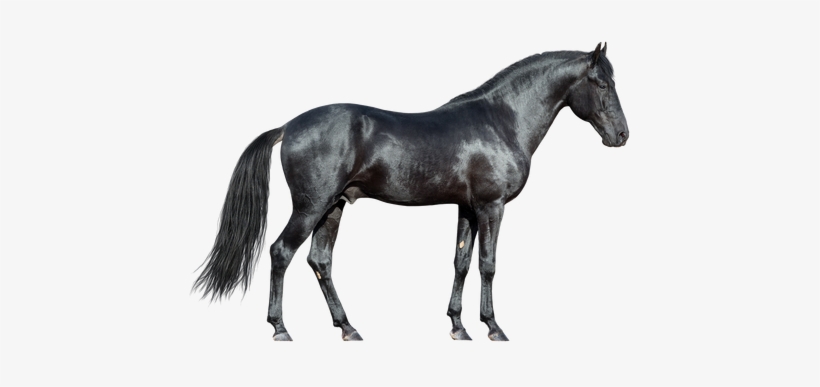 Tack Etcetera - Horse In White Background, transparent png download