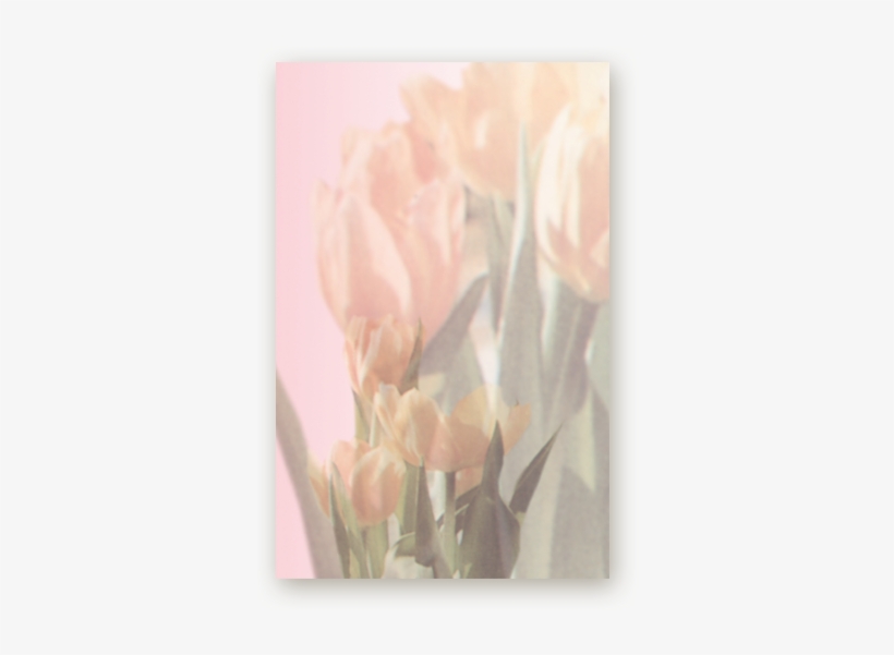 Picture - Tulip, transparent png download