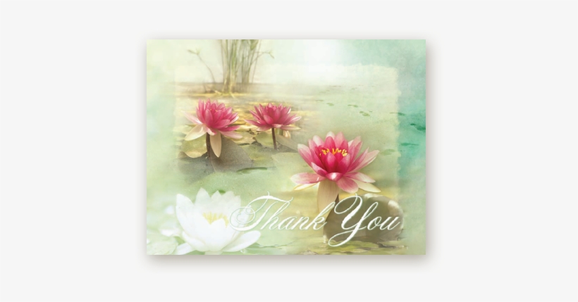 Picture - Sacred Lotus, transparent png download