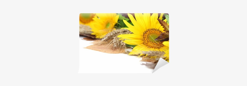 Sunflower Border With Barley And Colorful Leaves Wall - Sunflower, transparent png download