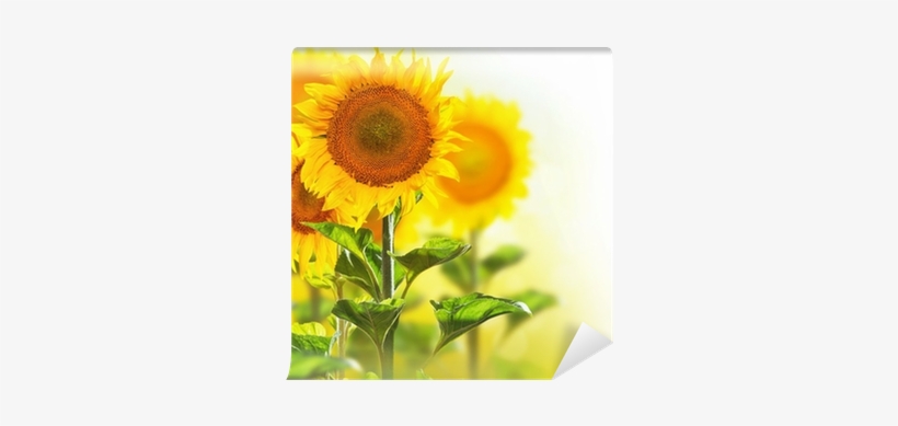 Blooming Sunflowers Border Design Isolated On White - Poster: Anna's Sunflower Field. Beautiful Sunflowers, transparent png download