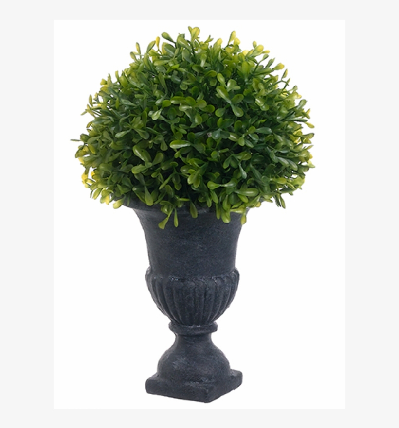 11" Littleleaf Boxwood Ball Topiary In Urn Green - Rostlina Umělá Max, transparent png download