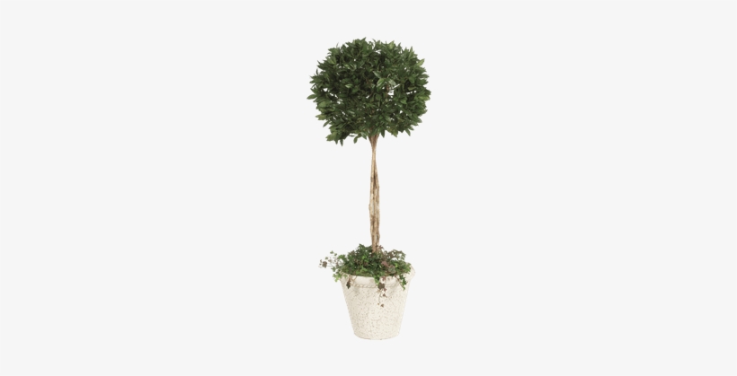 Silk Bayleaf Topiary Tree - Brook Furniture Rental, transparent png download