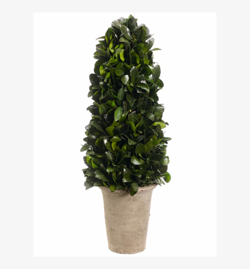 8" Preserved Tea Leaf Cone Topiary In Terra Cotta Pot - 20" Preserved Tea Leaf Cone-shaped Topiary Plant W/terra, transparent png download