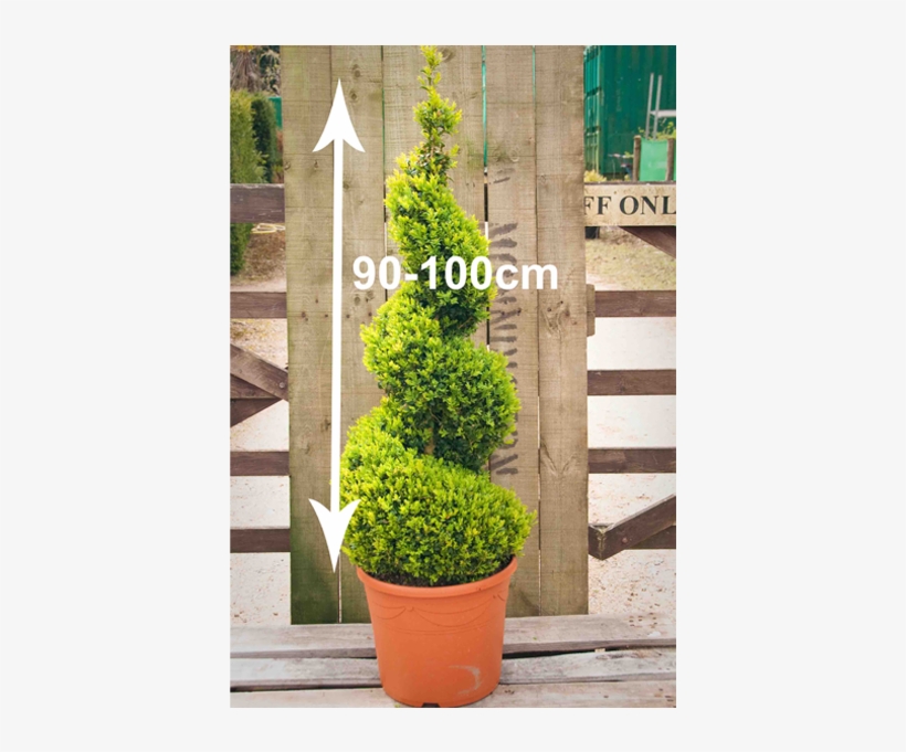 Buxus Sempervirens Spirals - Hampshire, transparent png download