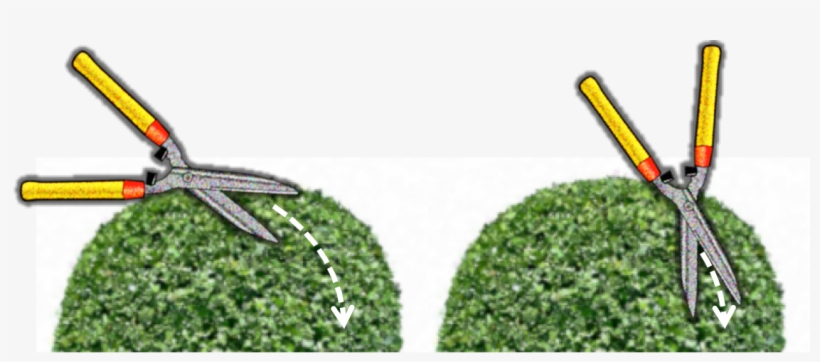 Technique - Pruning Topiary Balls, transparent png download