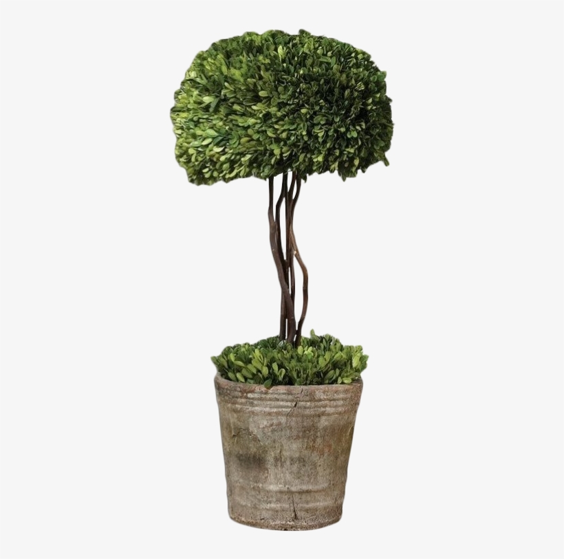 Prev - Preserved Boxwood Topiaries, transparent png download