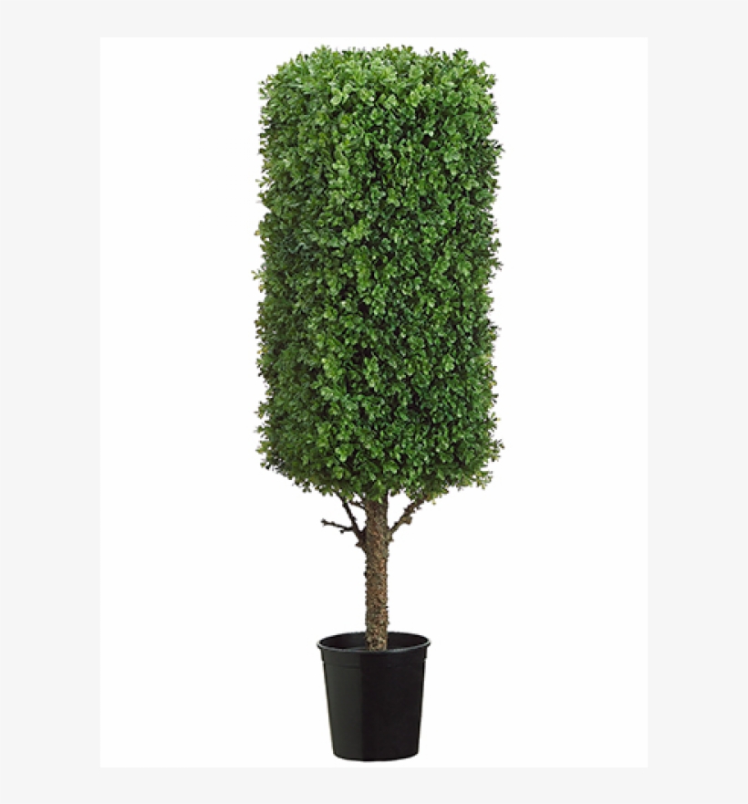 44" Rectangular Boxwood Topiary In Black Plastic Pot - 44 Inch Tall Rectangular Boxwood Topiary In Black Plastic, transparent png download