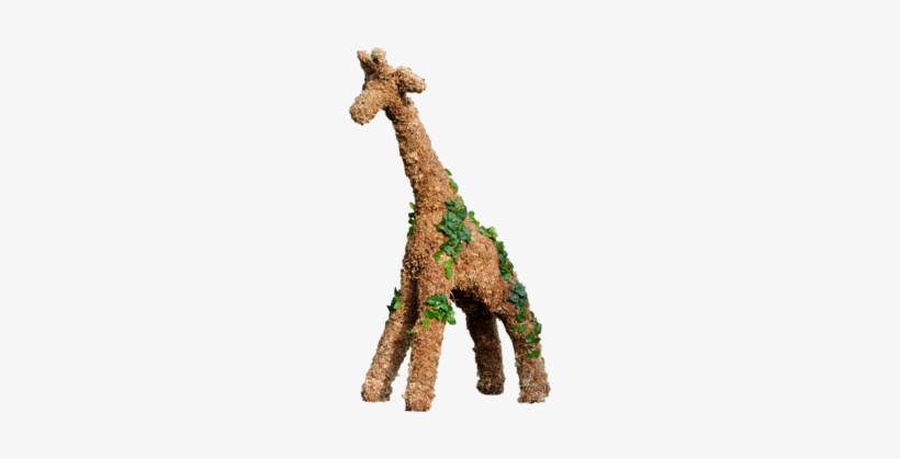 Large Giraffe Topiary - Topiary, transparent png download