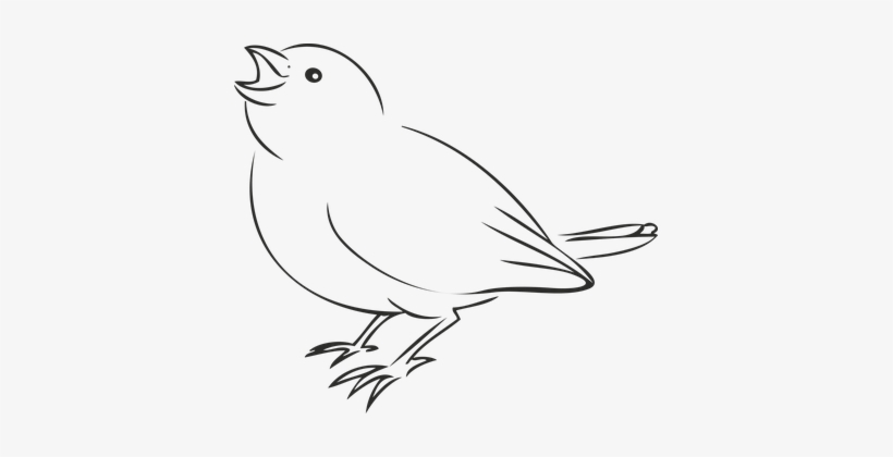 Bird Sparrow Sperling Fink Peek Sweet Funn - Drawing Sparrow, transparent png download