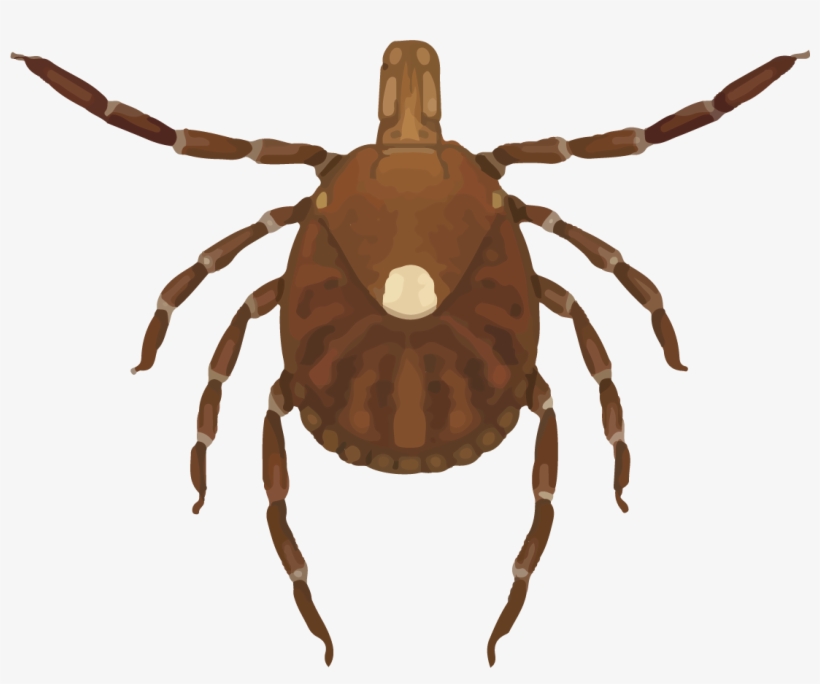 Female Lone Star Tick - Lone Star Tick, transparent png download