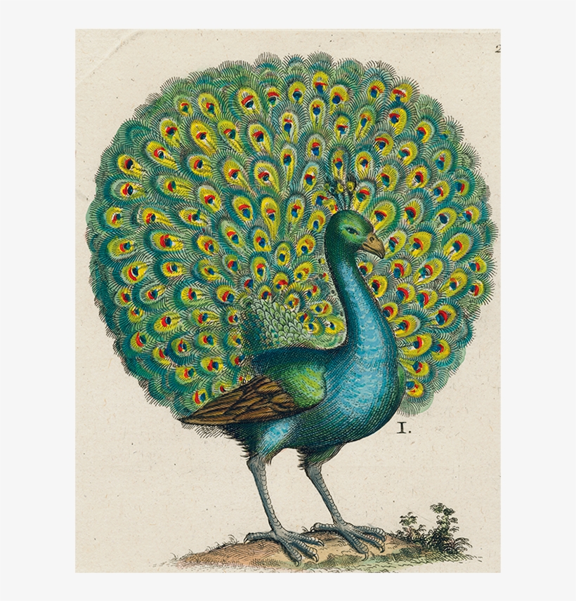 040 6b147824 639d 4fe7 8250 1f50af9799d3 V=1527862462 - John Derian For Astier De Villatte Peacock Plate -, transparent png download