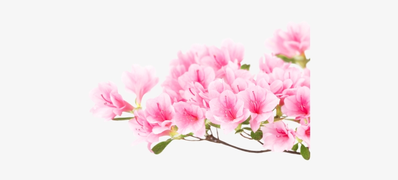 Japanese - Like - Olive Bay Hotel, transparent png download