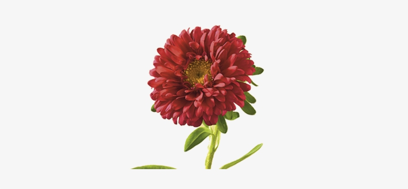 Aster - Aster Flower Png, transparent png download