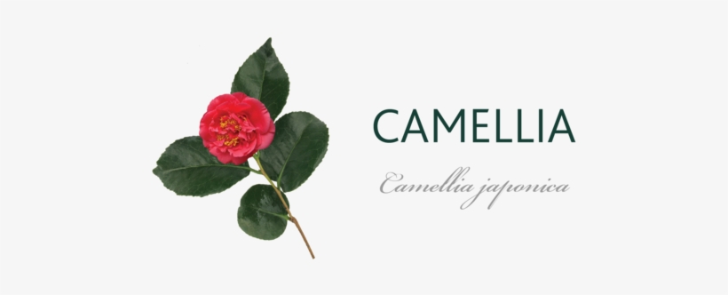 Camellia Tree Meaning - Camellia, transparent png download